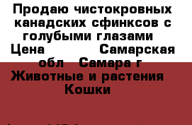 Продаю чистокровных канадских сфинксов с голубыми глазами › Цена ­ 5 000 - Самарская обл., Самара г. Животные и растения » Кошки   